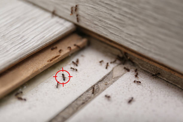 Best Insect Control  in Kenwood Estates, FL
